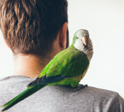What Makes Birds Fascinating Pets for Enthusiasts?